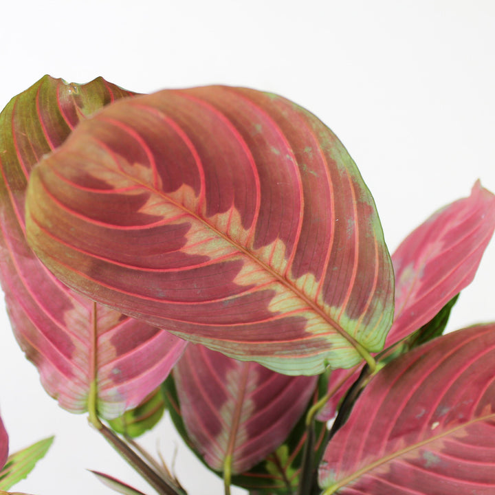 Maranta Leuconeura Fascinator Foliage Dreams