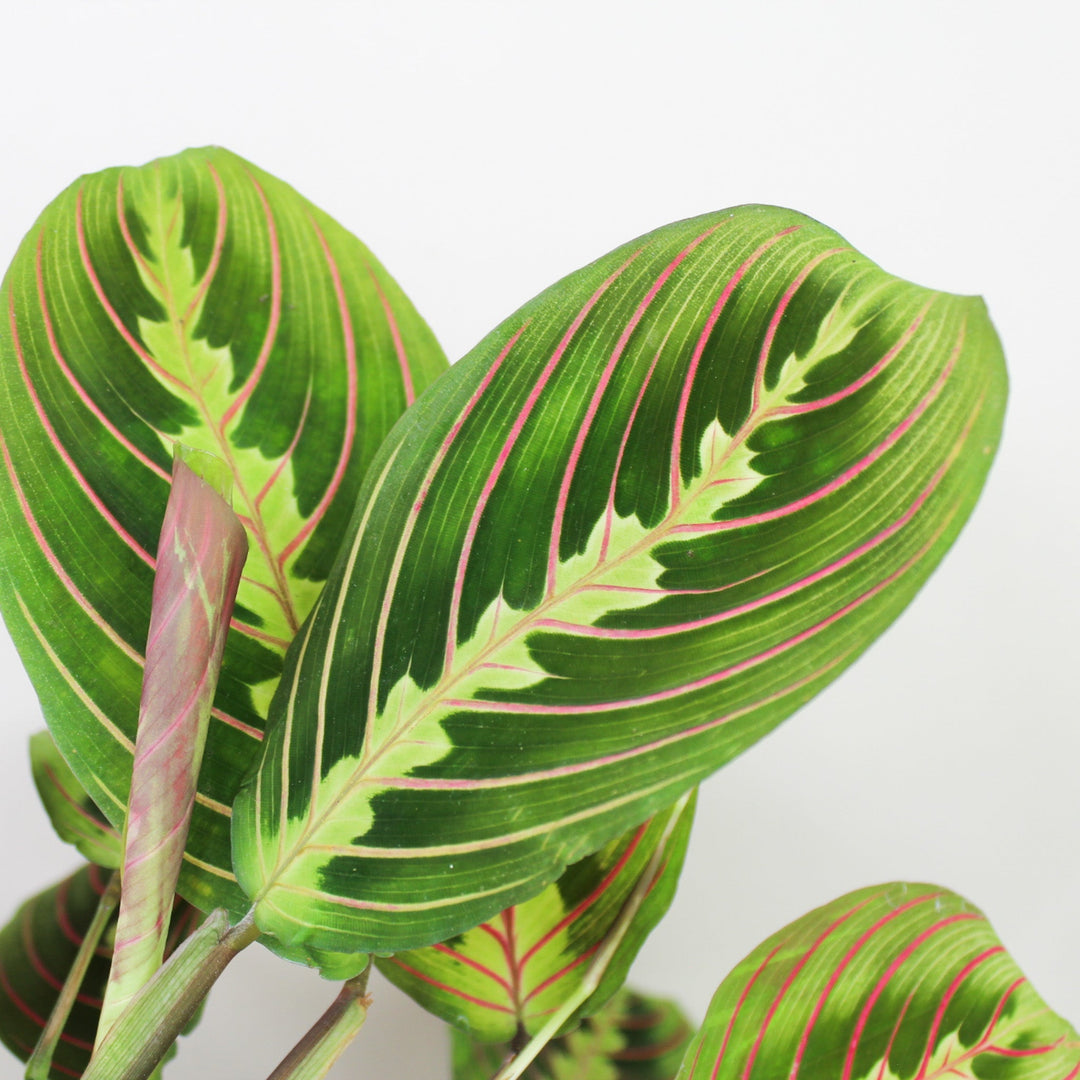 Maranta Leuconeura Fascinator Foliage Dreams