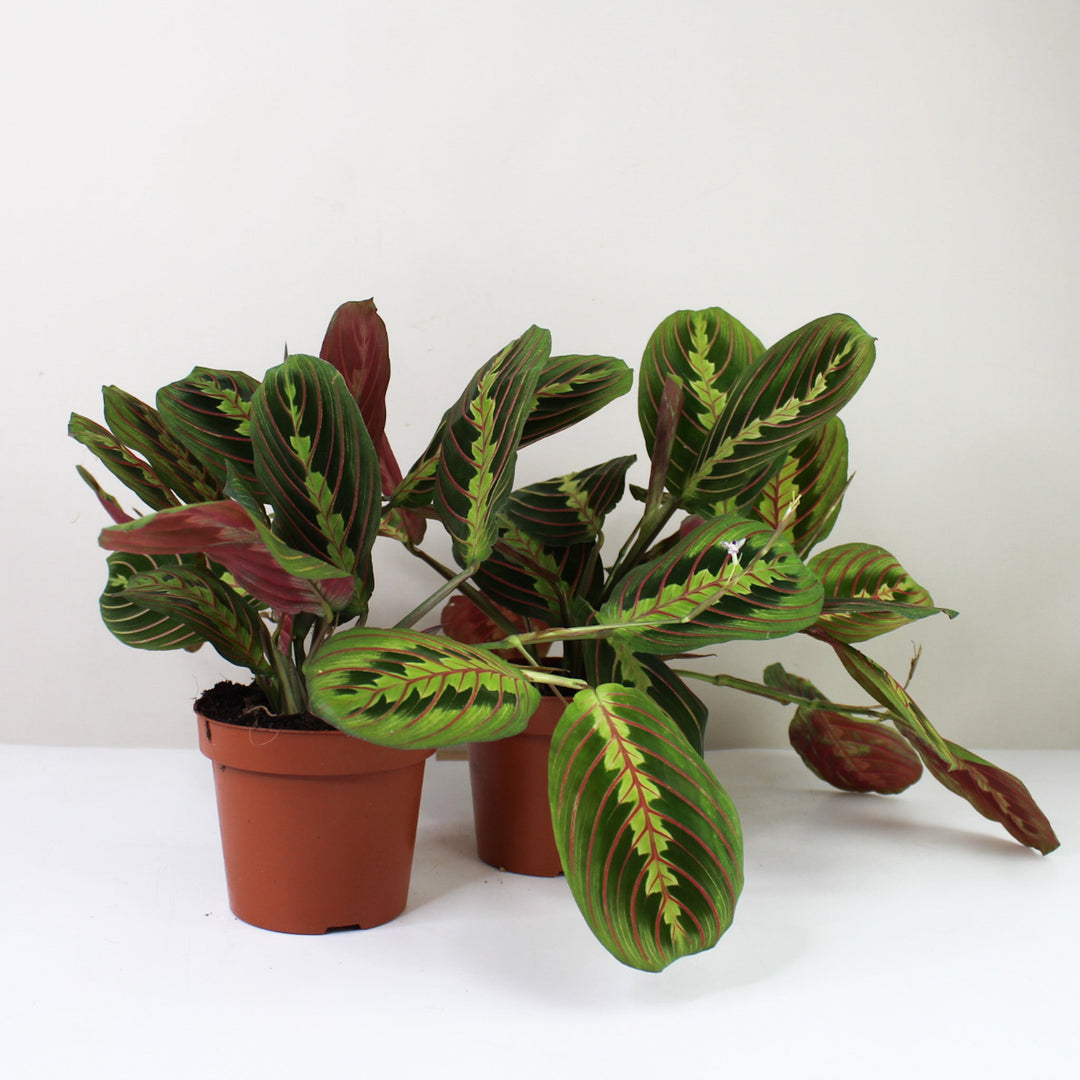 Maranta Leuconeura Fascinator Foliage Dreams