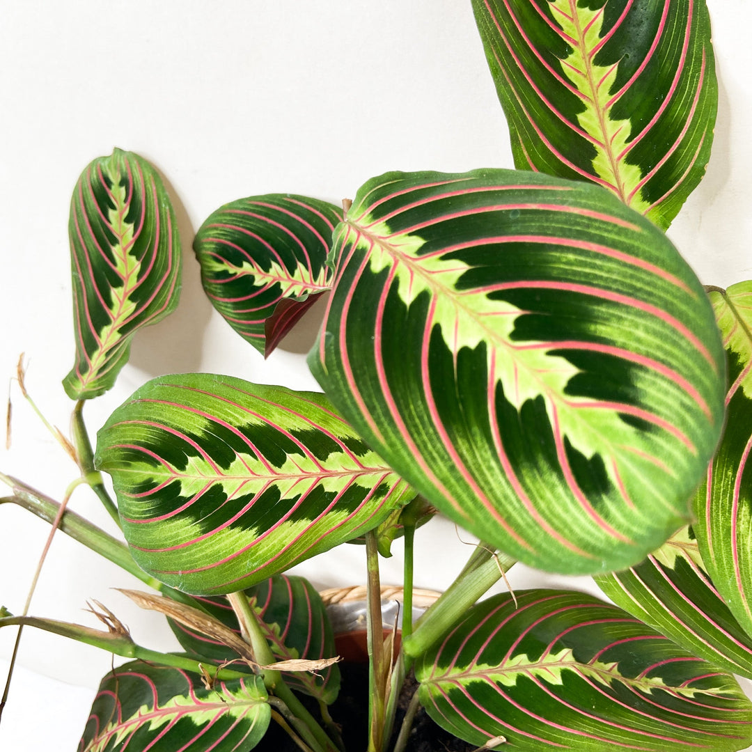 Maranta Leuconeura Fascinator Foliage Dreams