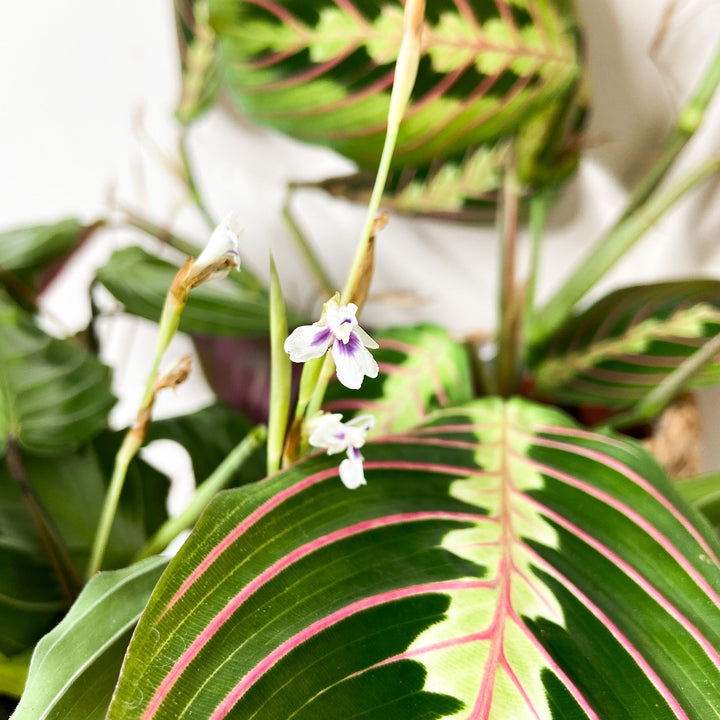 Maranta Leuconeura Fascinator Foliage Dreams