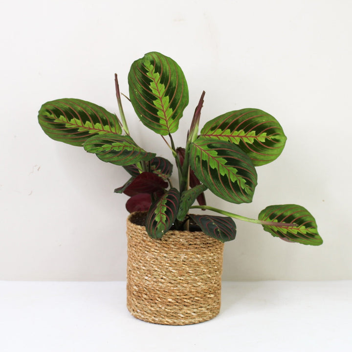 Maranta Leuconeura Fascinator M / Korb braun Foliage Dreams