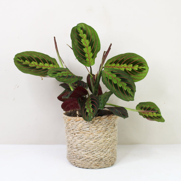 Maranta Leuconeura Fascinator M / Korb creme Foliage Dreams