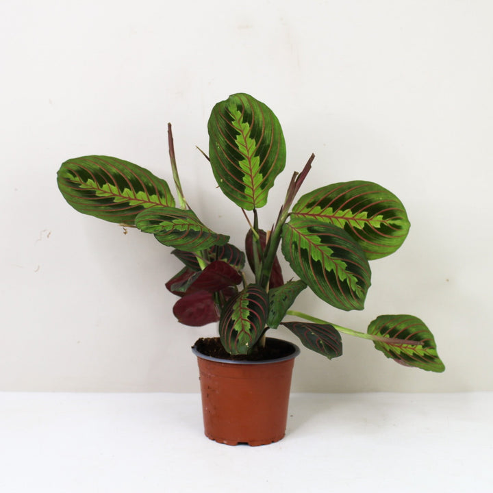 Maranta Leuconeura Fascinator M / ohne Übertopf Foliage Dreams