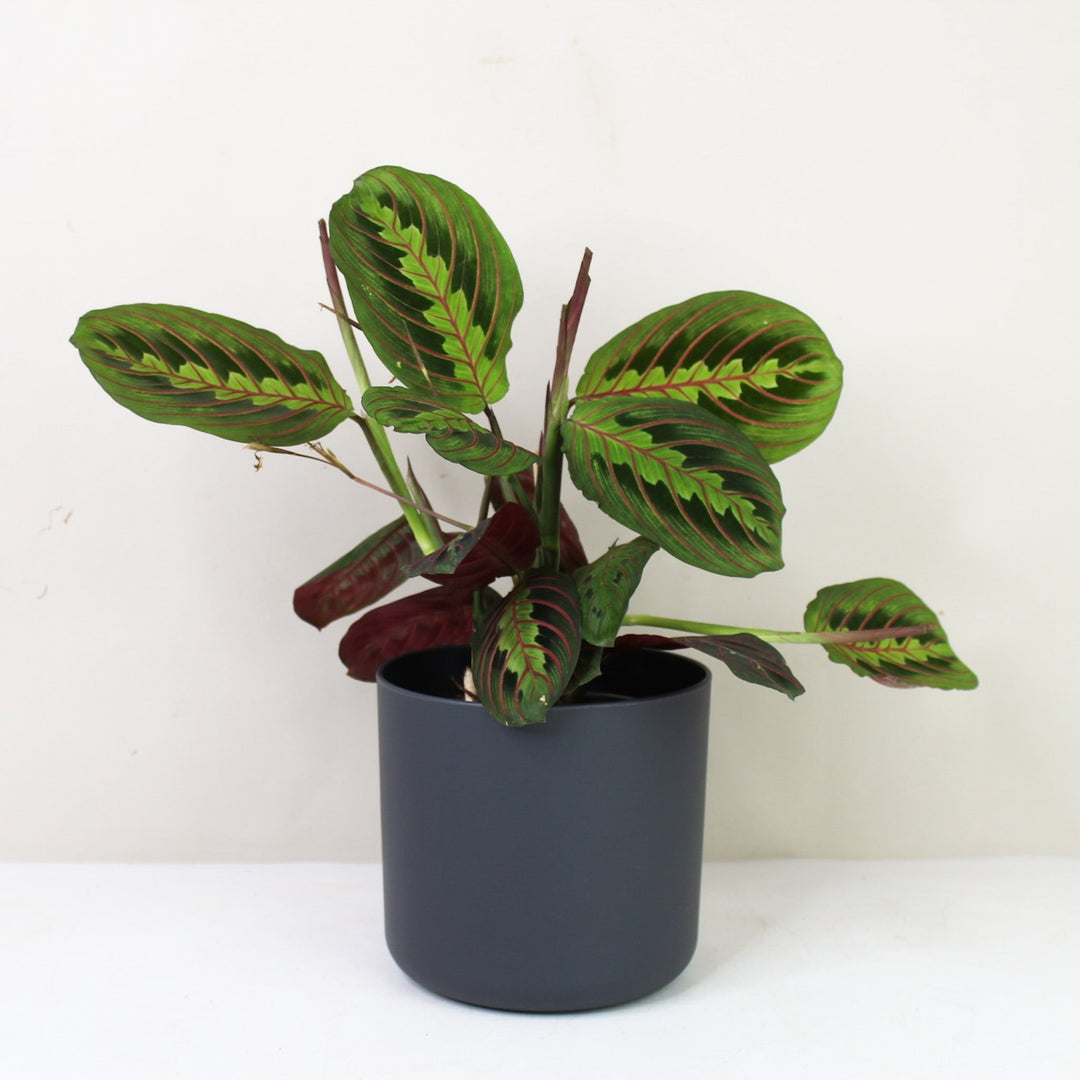 Maranta Leuconeura Fascinator M / Topf anthrazit Foliage Dreams
