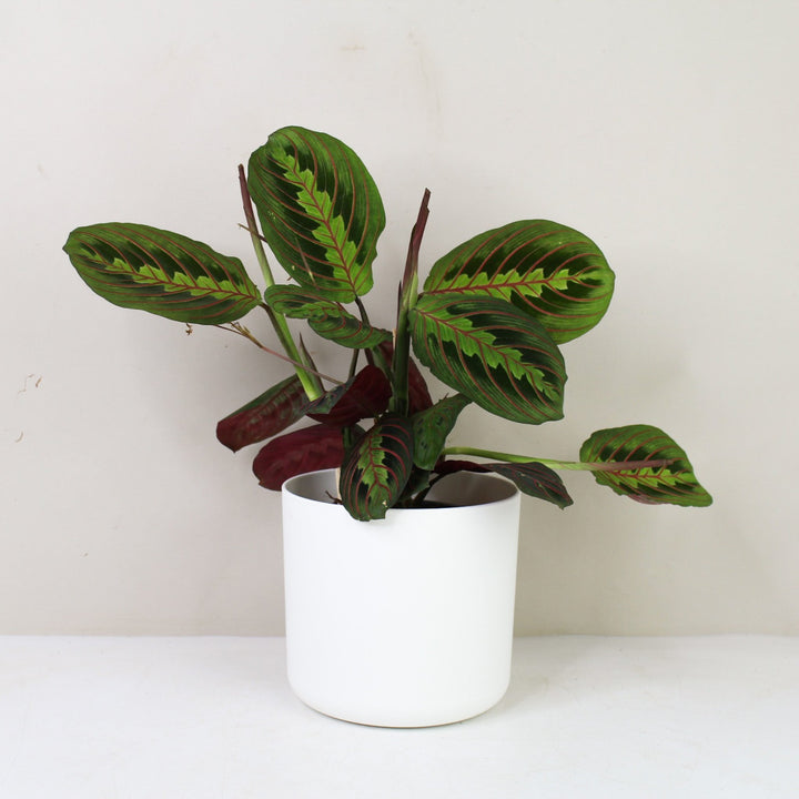 Maranta Leuconeura Fascinator M / Topf weiß Foliage Dreams