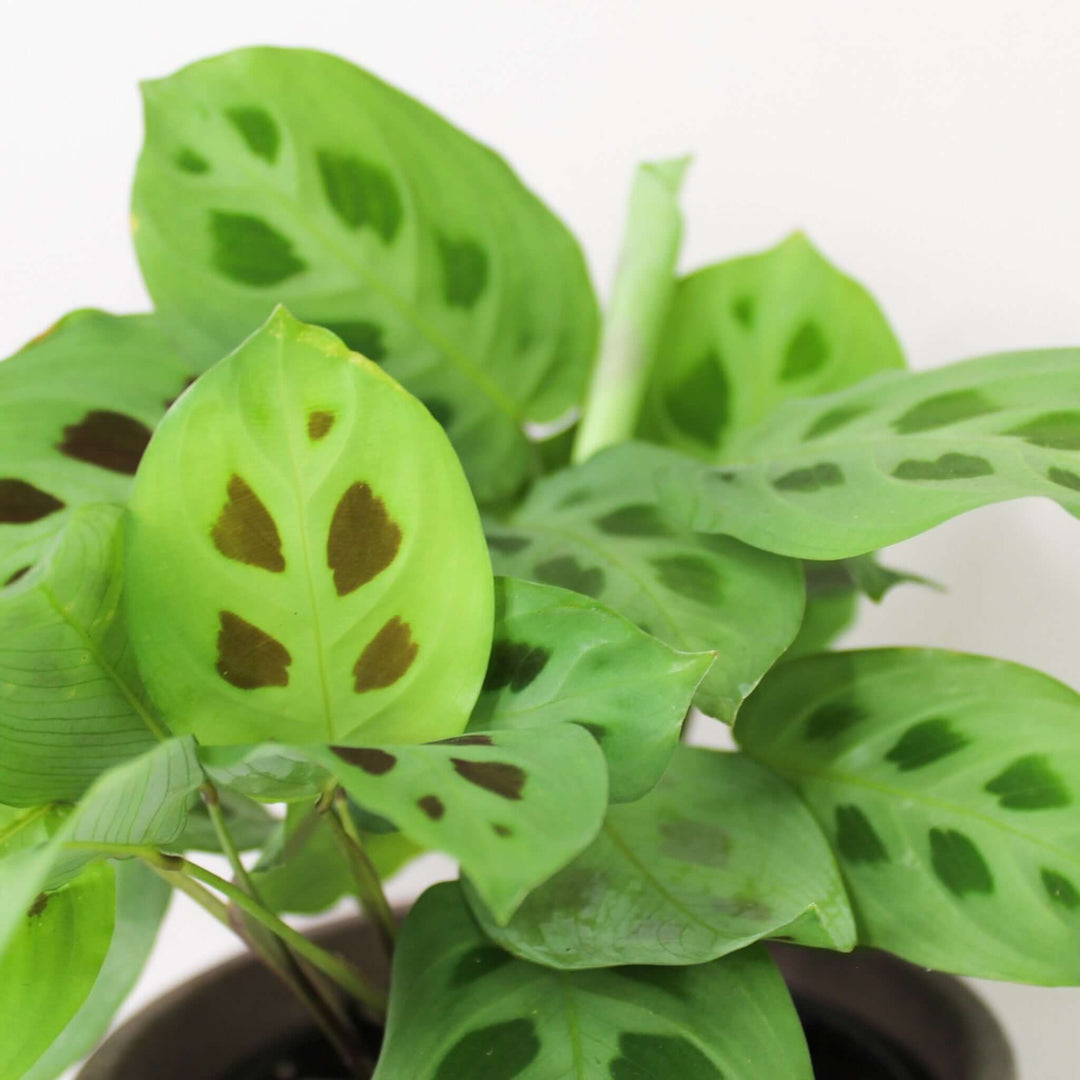 Maranta leuconeura kerchoveana Foliage Dreams