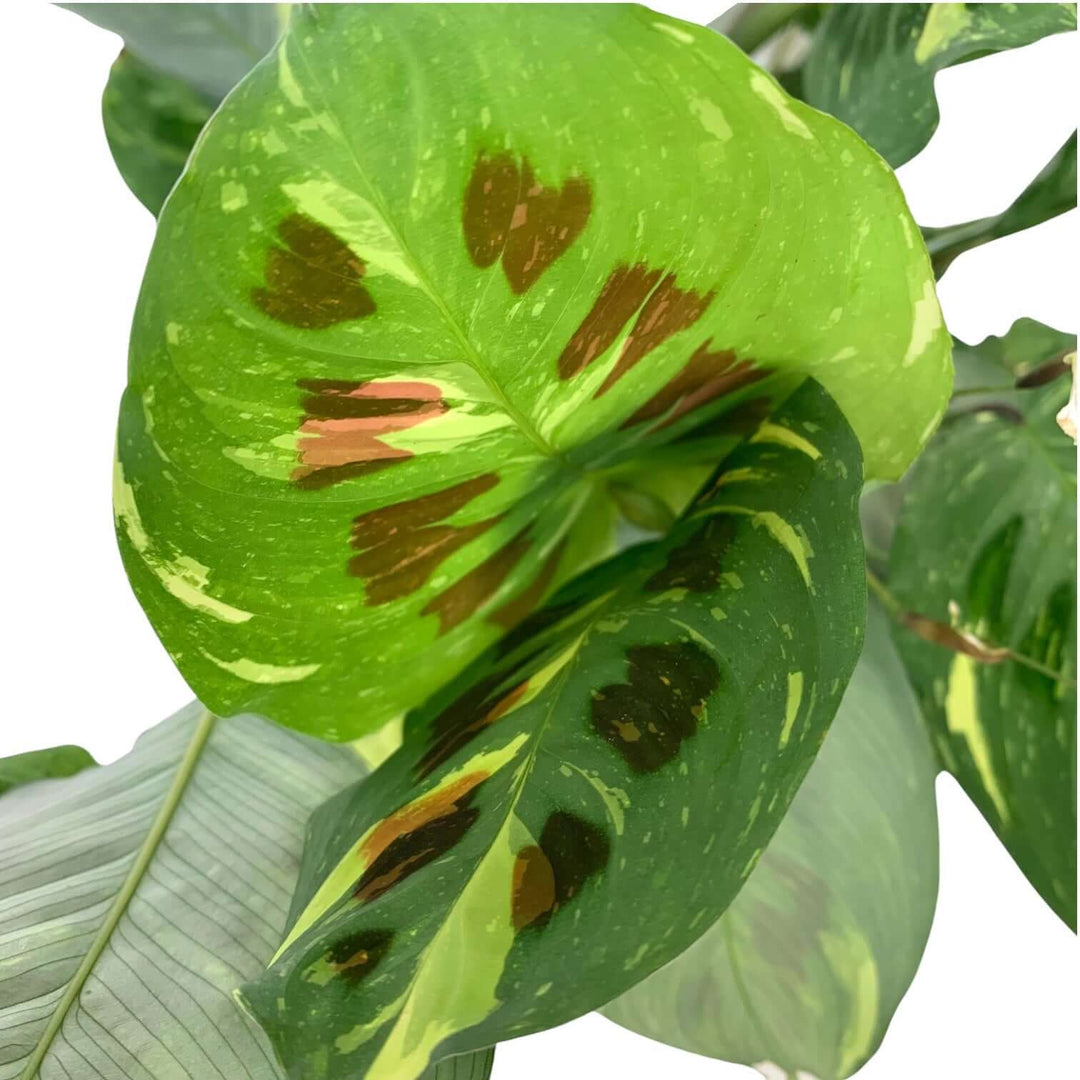 Maranta Leuconeura Kerchoveana Variegata Foliage Dreams