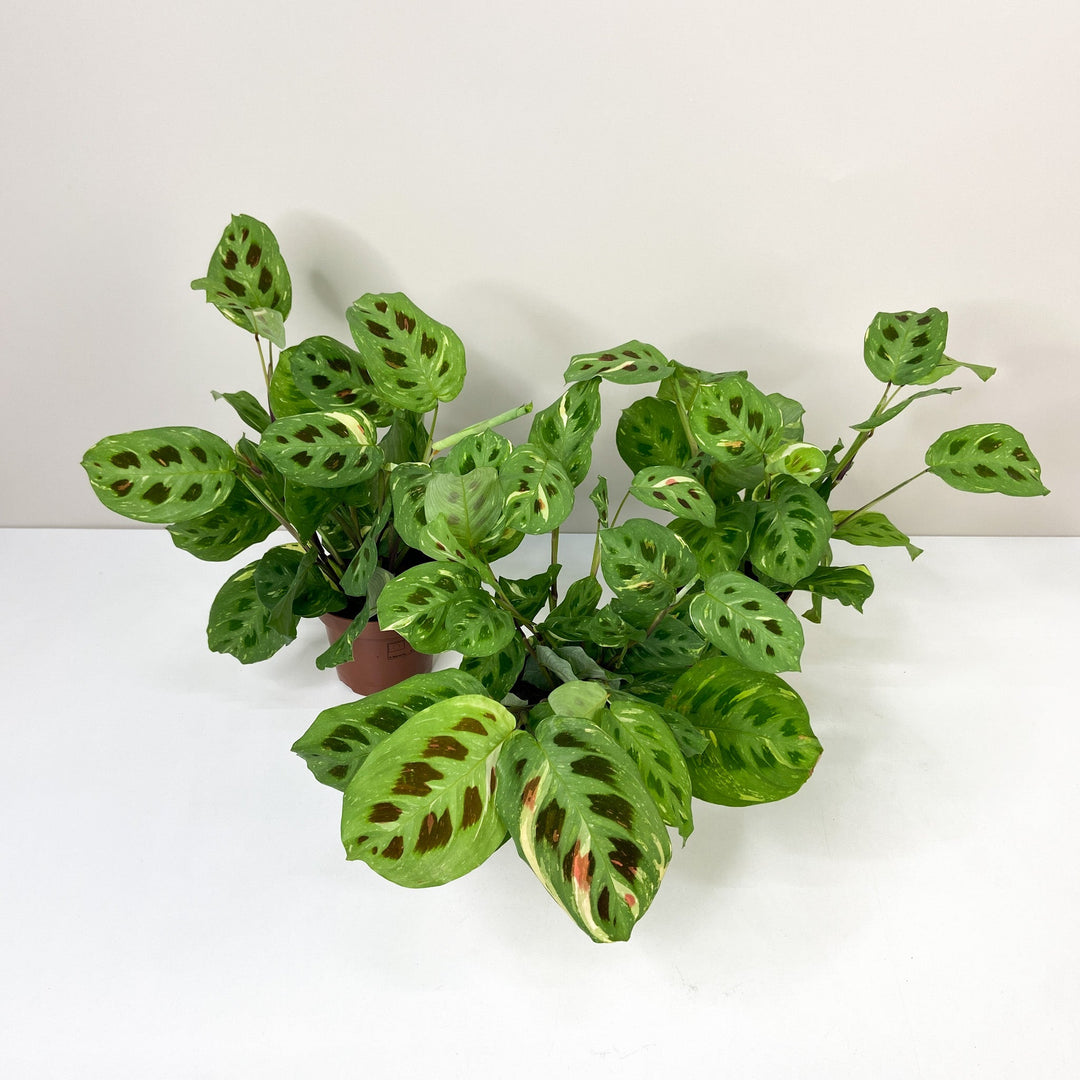Maranta Leuconeura Kerchoveana Variegata Foliage Dreams