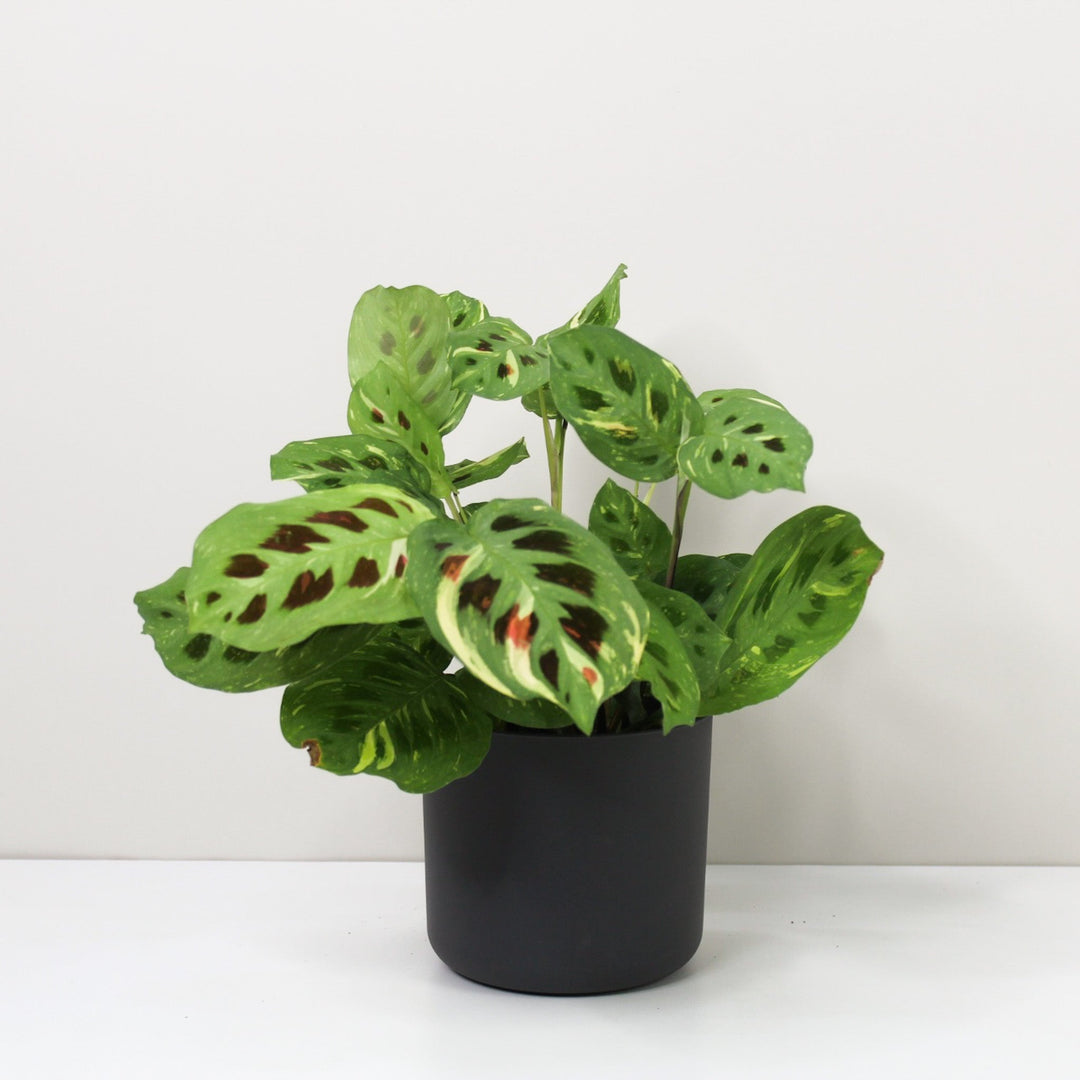 Maranta Leuconeura Kerchoveana Variegata Foliage Dreams