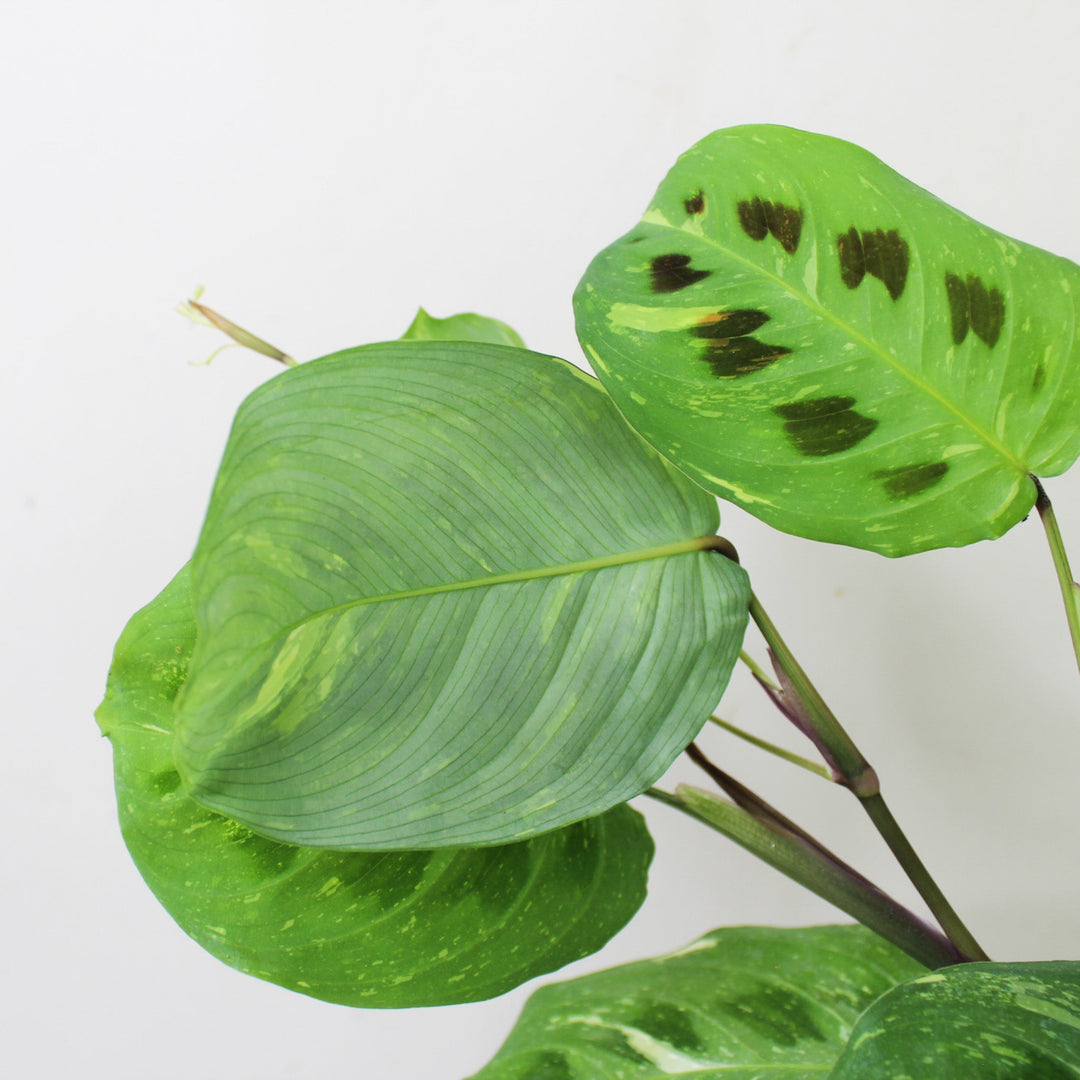 Maranta Leuconeura Kerchoveana Variegata M Foliage Dreams