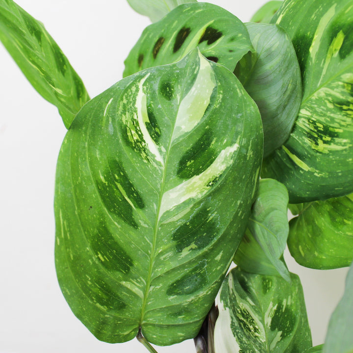 Maranta Leuconeura Kerchoveana Variegata M Foliage Dreams
