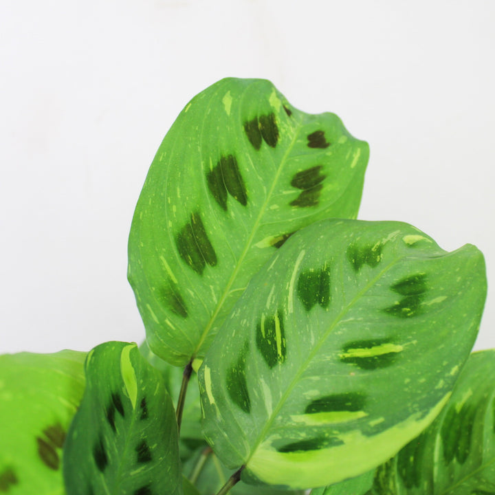 Maranta Leuconeura Kerchoveana Variegata M Foliage Dreams