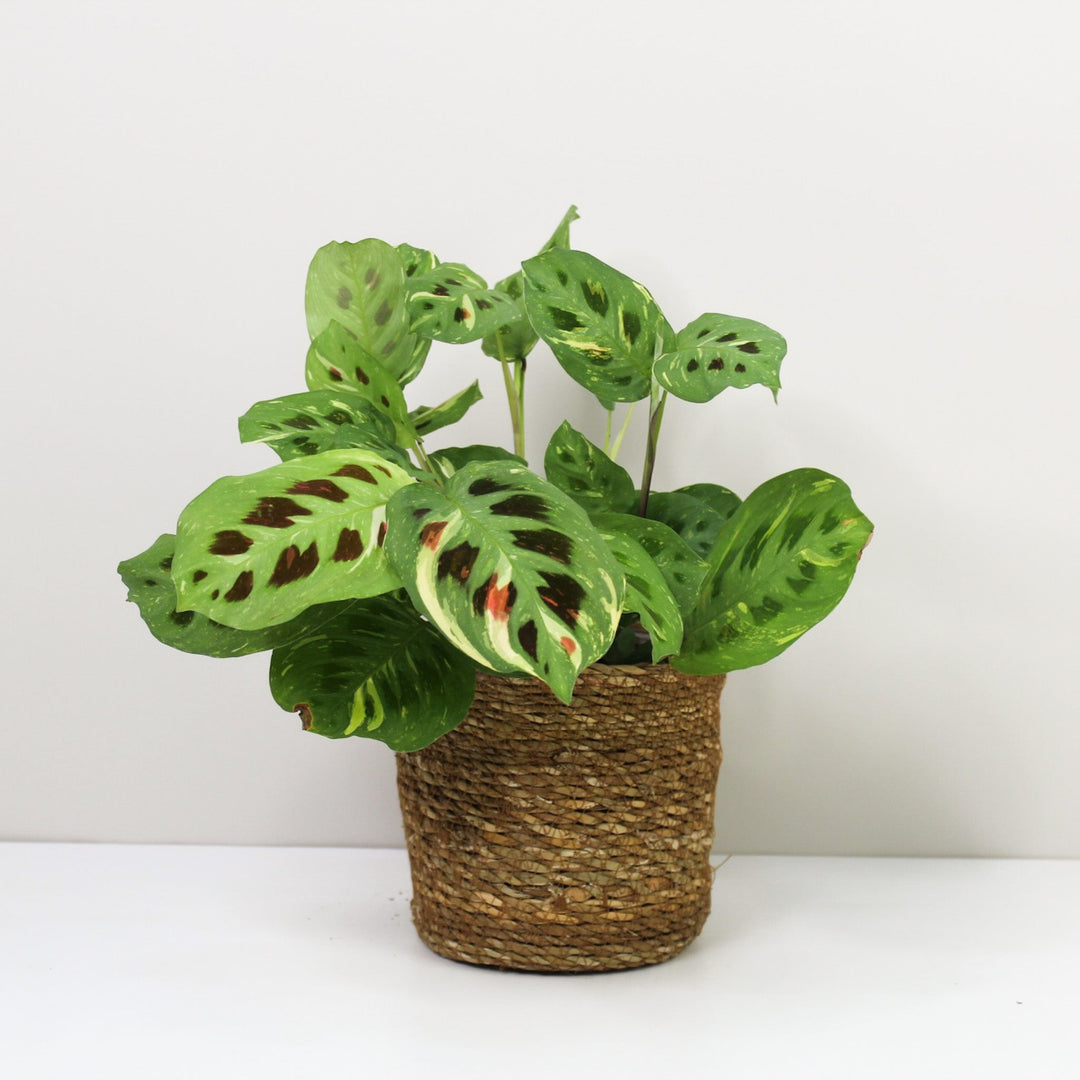 Maranta Leuconeura Kerchoveana Variegata M / Korb braun Foliage Dreams