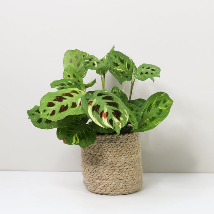 Maranta Leuconeura Kerchoveana Variegata M / Korb creme Foliage Dreams