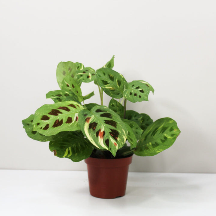 Maranta Leuconeura Kerchoveana Variegata M / ohne Übertopf Foliage Dreams
