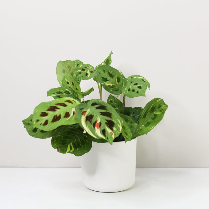 Maranta Leuconeura Kerchoveana Variegata Foliage Dreams
