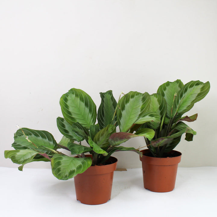 Maranta Leuconeura 'Silver Band' Foliage Dreams