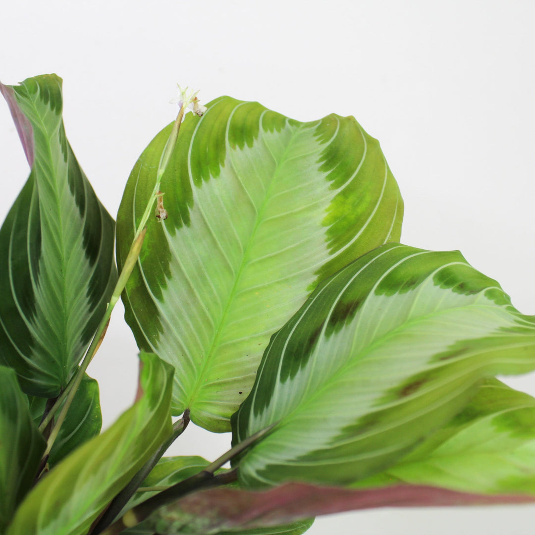 Maranta Leuconeura 'Silver Band' Foliage Dreams