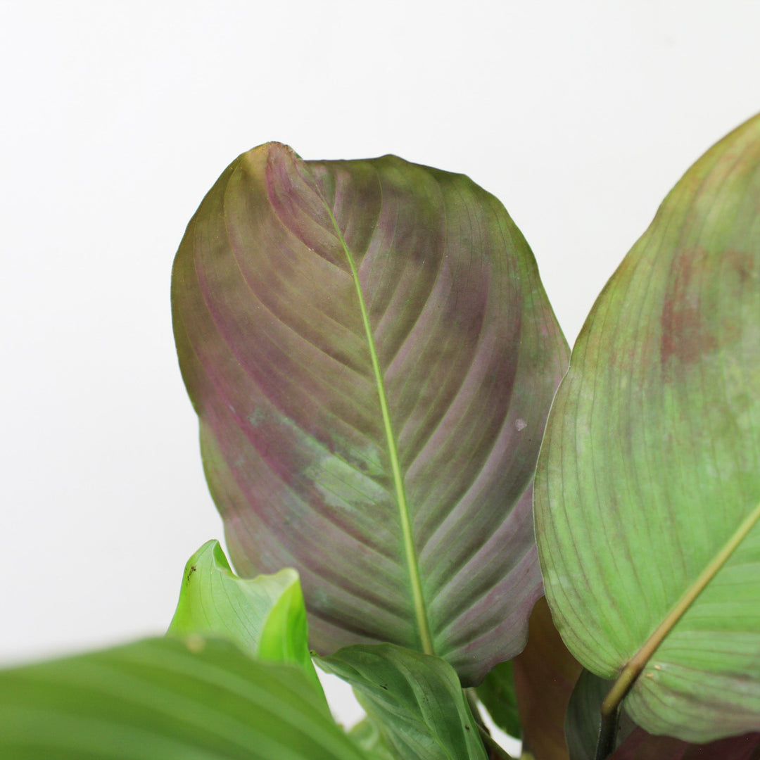 Maranta Leuconeura 'Silver Band' Foliage Dreams