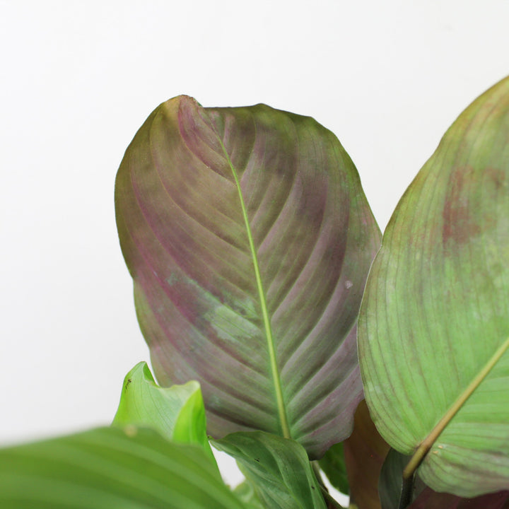 Maranta Leuconeura 'Silver Band' Foliage Dreams