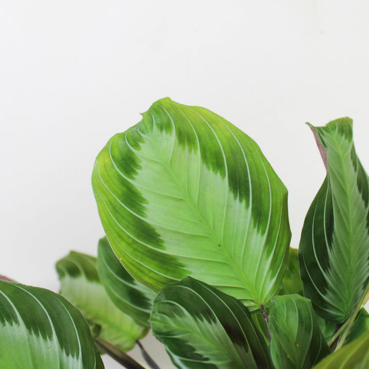Maranta Leuconeura 'Silver Band' Foliage Dreams