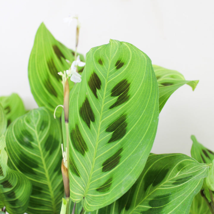 Maranta Light Veins Foliage Dreams