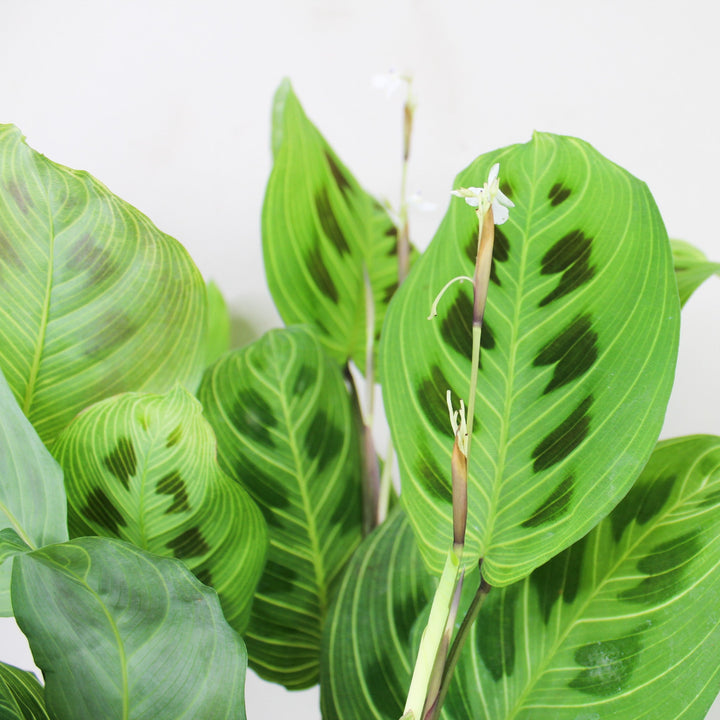 Maranta Light Veins Foliage Dreams