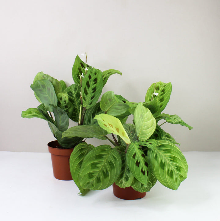 Maranta Light Veins Foliage Dreams