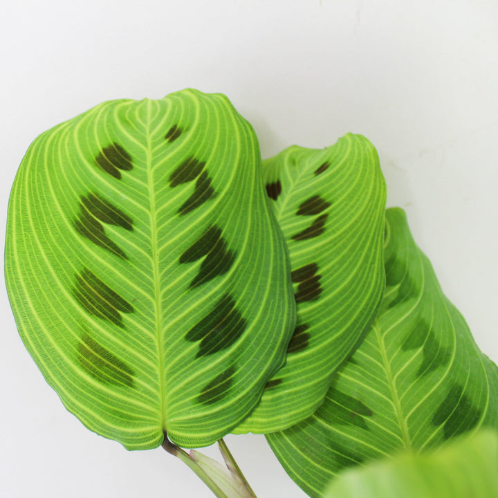 Maranta Light Veins Foliage Dreams