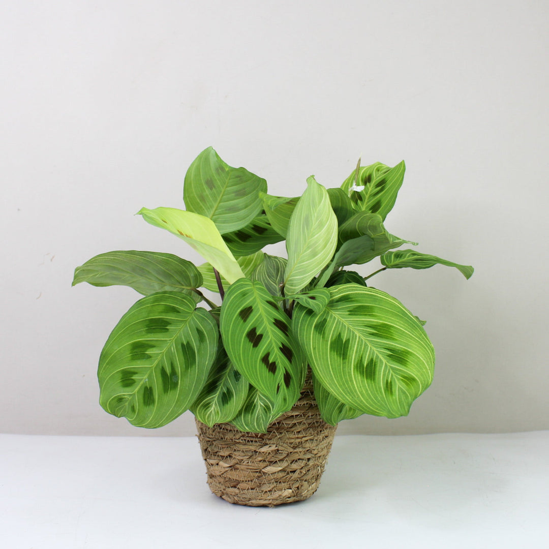 Maranta Light Veins Foliage Dreams