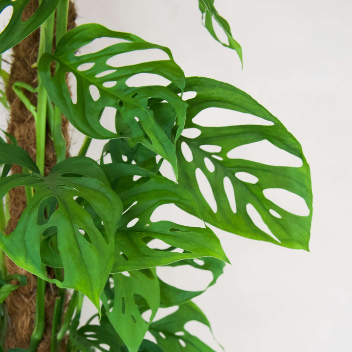 Monstera Acuminata Foliage Dreams