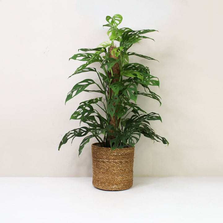 Monstera Acuminata Foliage Dreams