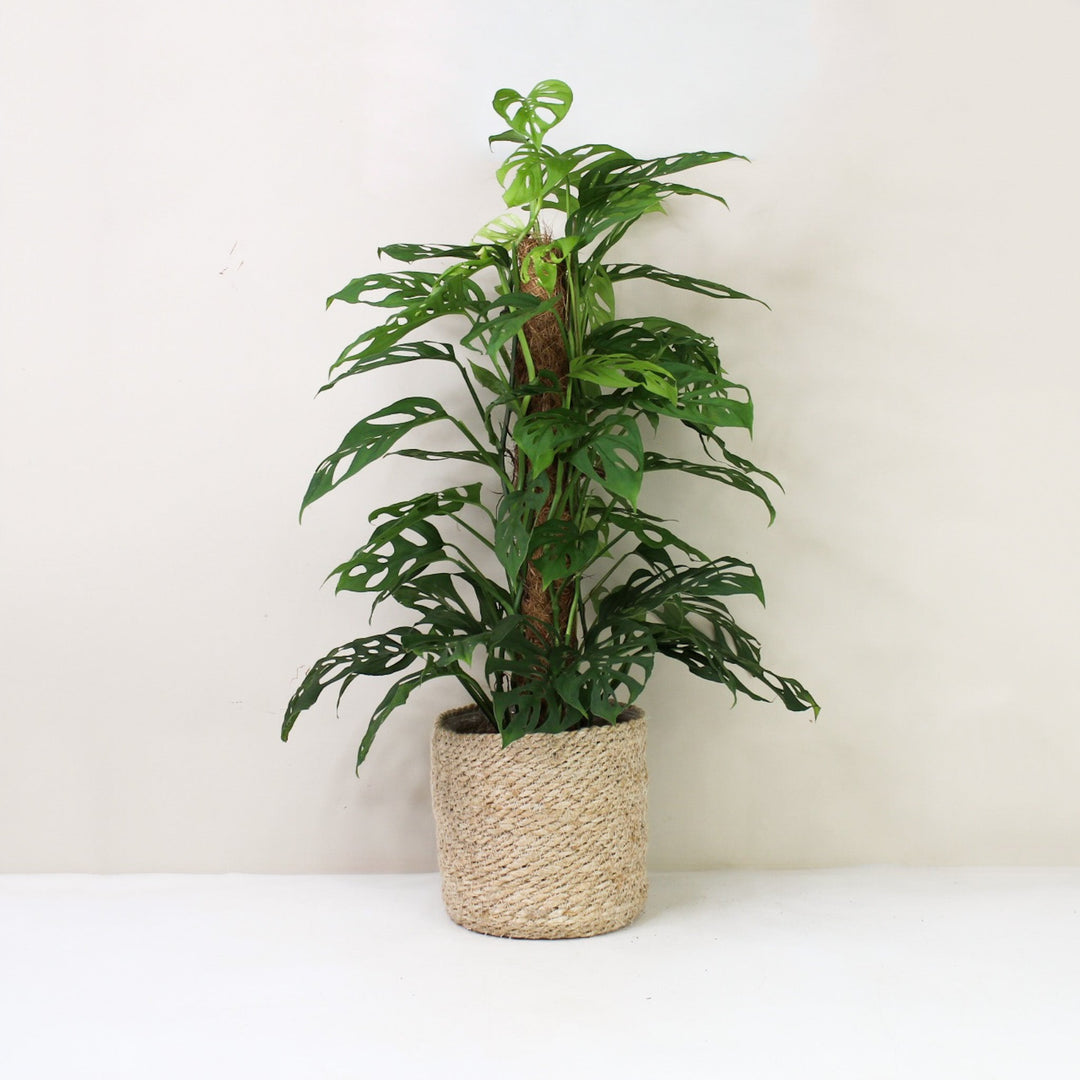 Monstera Acuminata L / Korb creme Foliage Dreams