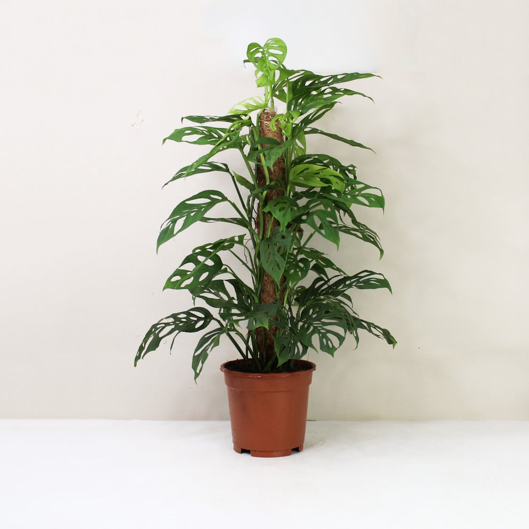 Monstera Acuminata L / ohne Übertopf Foliage Dreams