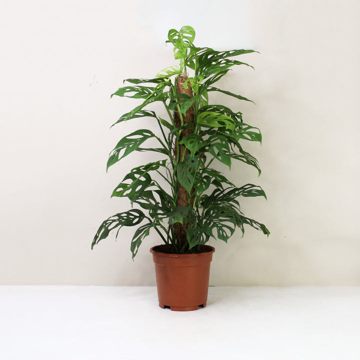 Monstera Acuminata L / ohne Übertopf Foliage Dreams