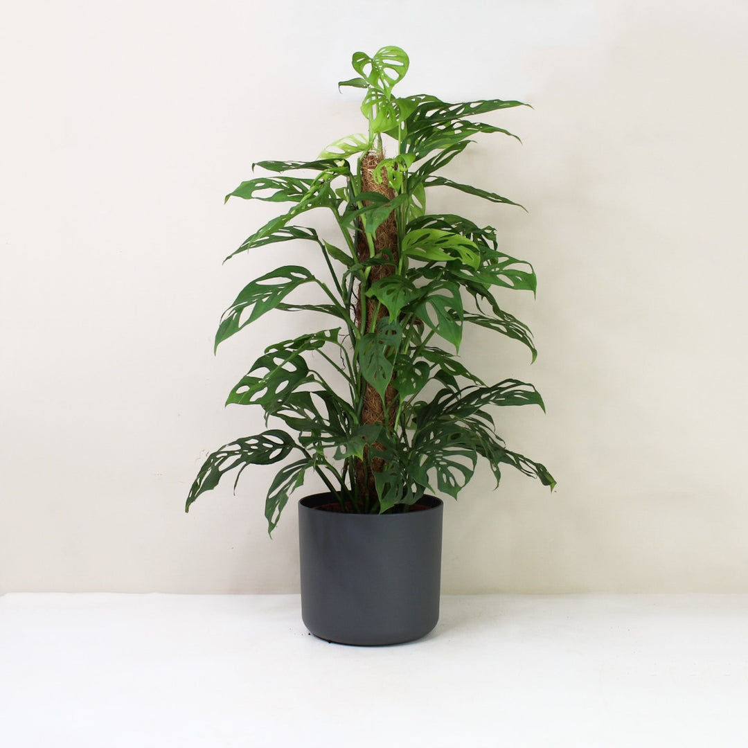 Monstera Acuminata L / Topf anthrazit Foliage Dreams