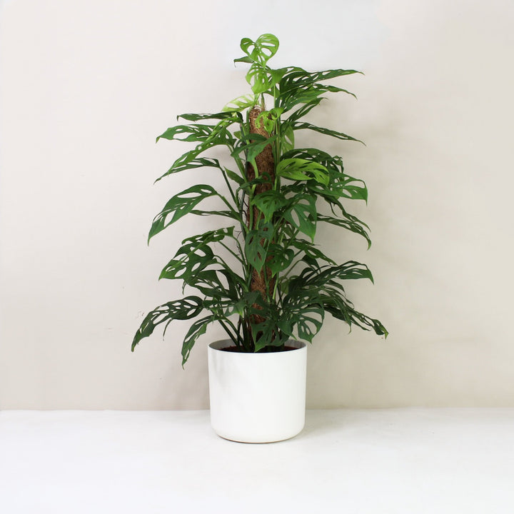 Monstera Acuminata L / Topf weiß Foliage Dreams