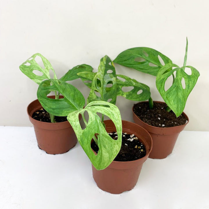 Monstera Adansonii 'Indonesian Marble' Foliage Dreams