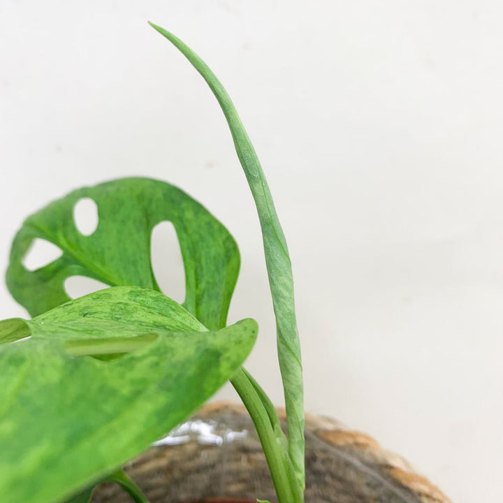 Monstera Adansonii 'Indonesian Marble' Foliage Dreams
