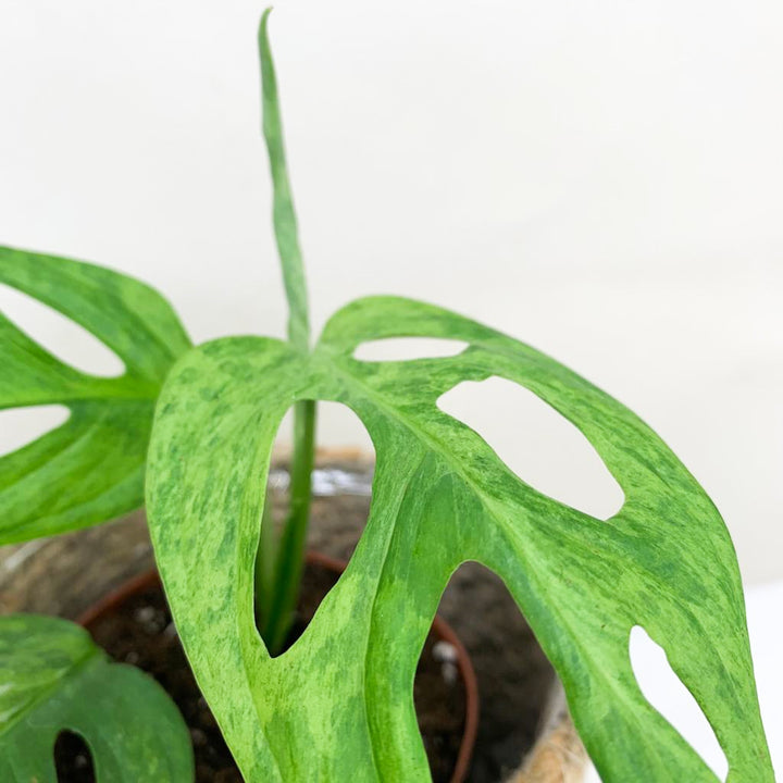 Monstera Adansonii 'Indonesian Marble' Foliage Dreams