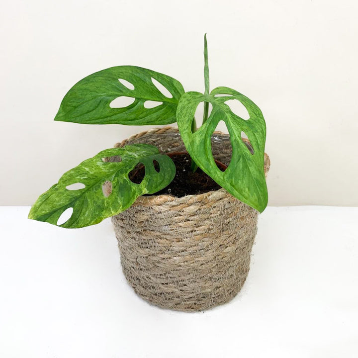 Monstera Adansonii 'Indonesian Marble' M Foliage Dreams