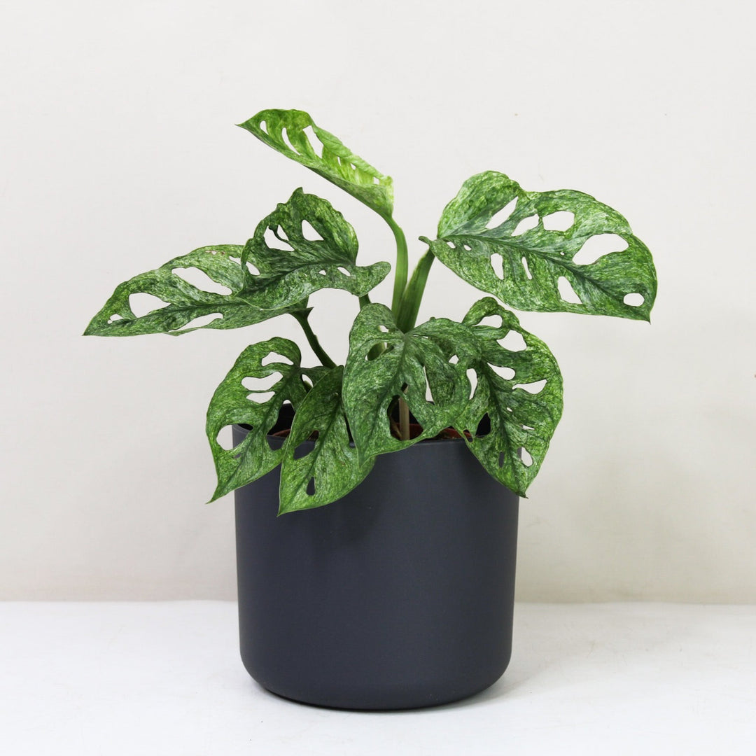 Monstera adansonii mint Foliage Dreams