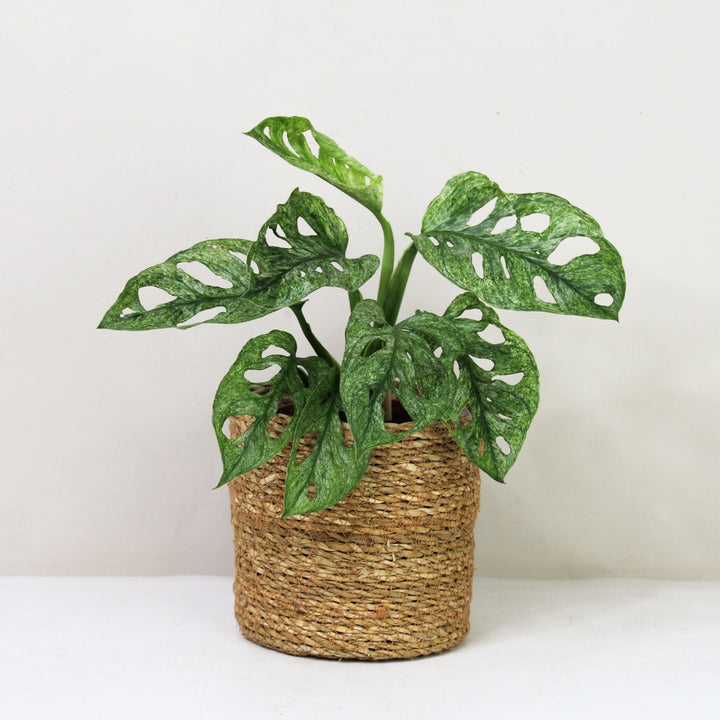 Monstera adansonii mint Foliage Dreams