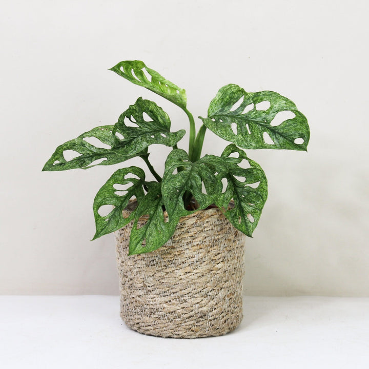 Monstera adansonii mint Foliage Dreams
