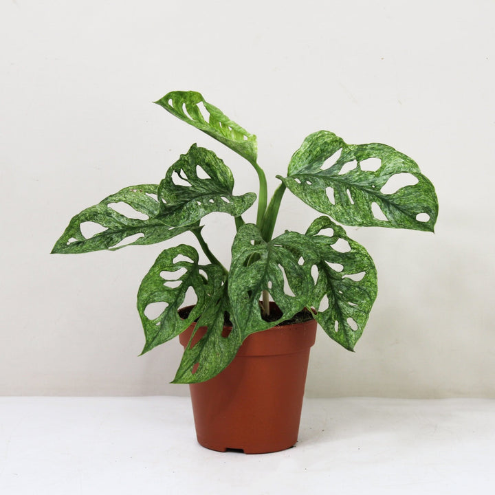 Monstera adansonii mint Foliage Dreams