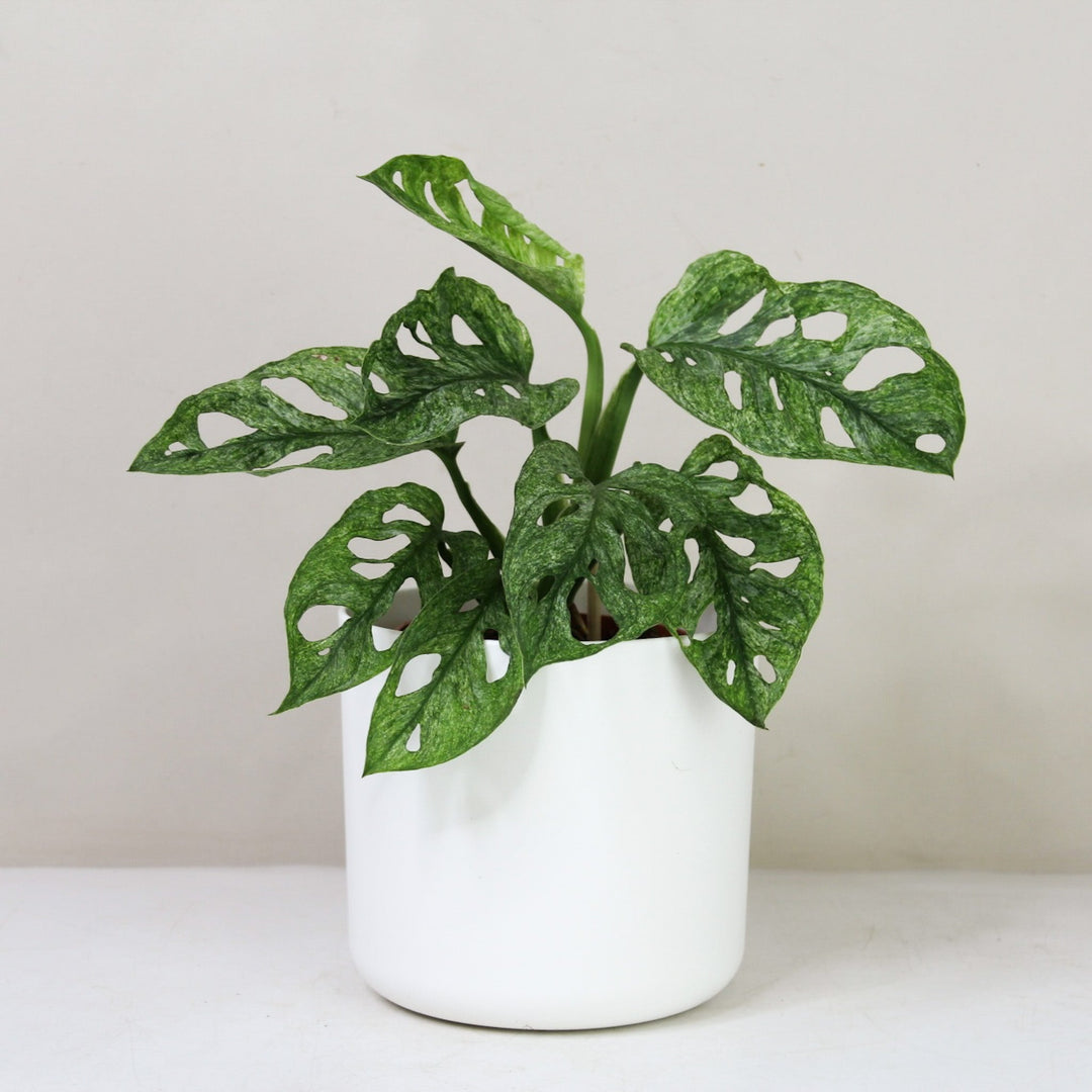 Monstera adansonii mint Foliage Dreams