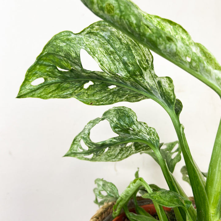 Monstera adansonii mint Foliage Dreams