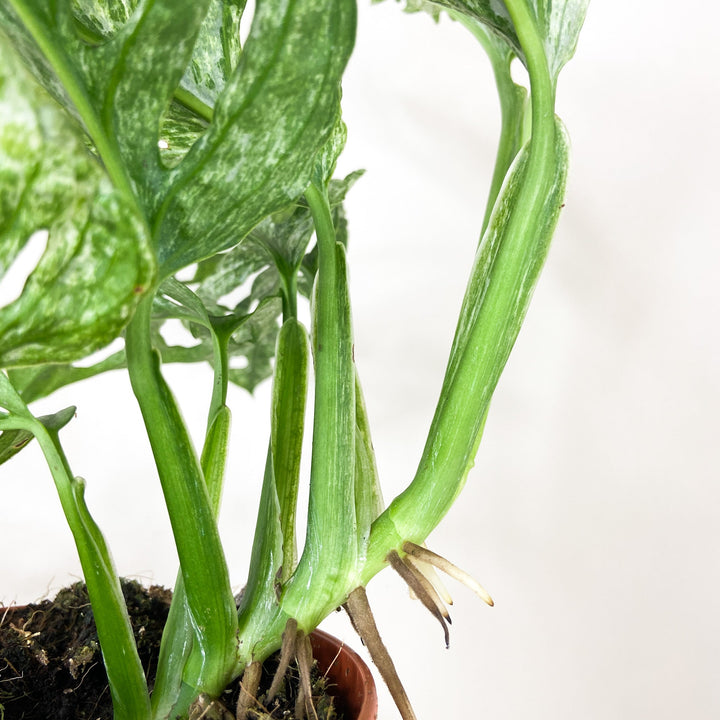 Monstera adansonii mint Foliage Dreams