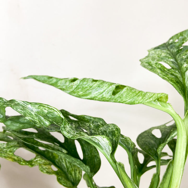 Monstera adansonii mint Foliage Dreams